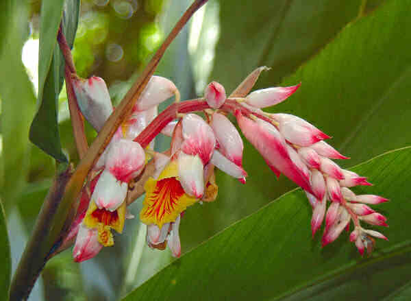 alpinia