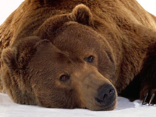 В разработке новых лекарств против ожирения помогут медведи